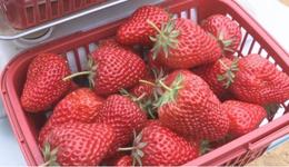 石家庄鹿泉区：小草莓搭乘“数字快车”绘就乡村振兴“甜蜜”画卷