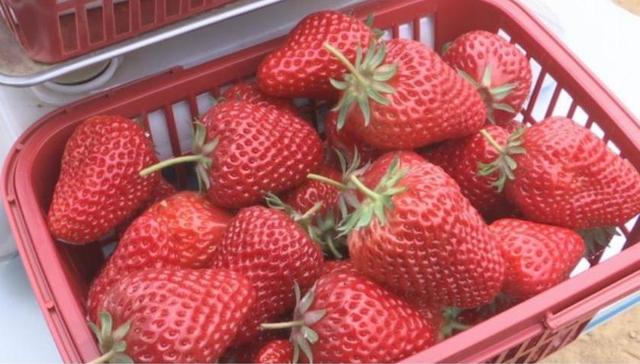 石家庄鹿泉区：小草莓搭乘“数字快车”绘就乡村振兴“甜蜜”画卷