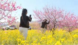 石家庄市鹿泉区：千亩油菜花盛开村集体引领村民共绘春日美景