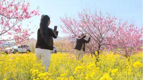 石家庄市鹿泉区：千亩油菜花盛开村集体引领村民共绘春日美景