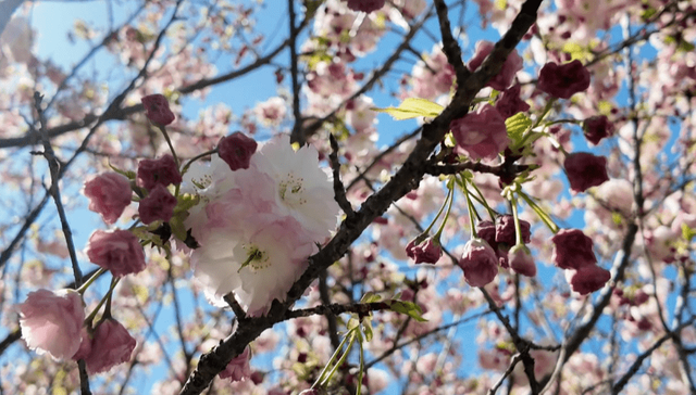 樱韵传情 和平同行——山西太原和平公园第十届樱花文化活动周开启春日之约