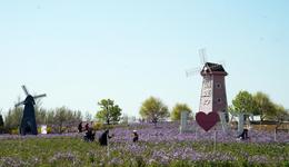 河北迁安：亚滦湾第十届桃花文化旅游节启幕