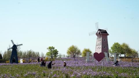 河北迁安：亚滦湾第十届桃花文化旅游节启幕
