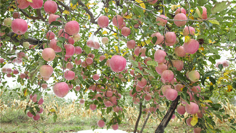 财界观察 | 力争突破千亿，烟台苹果如何开启下一个“黄金五年”？