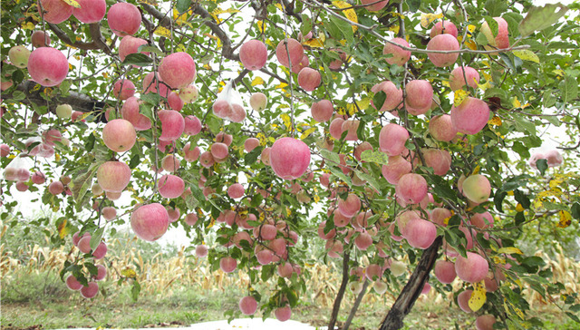 财界观察 | 力争突破千亿，烟台苹果如何开启下一个“黄金五年”？