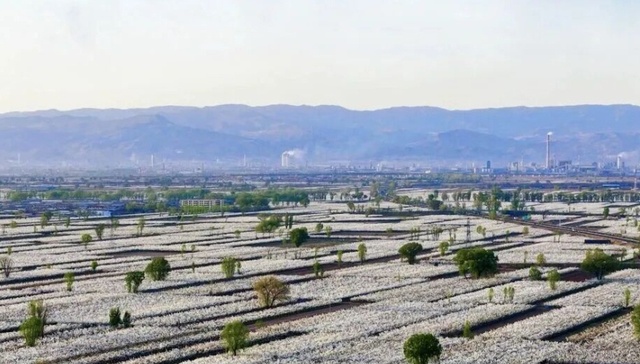 山西文水：万亩梨花竞相绽放 绘就春日美景