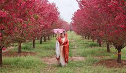 赏运河花韵赴醉美乡约  河北景县推出春季赏花系列活动