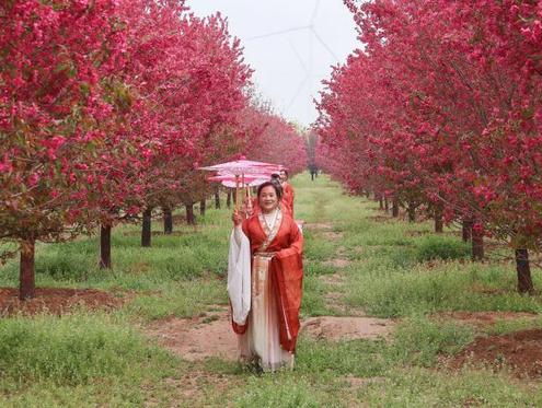 赏运河花韵赴醉美乡约  河北景县推出春季赏花系列活动