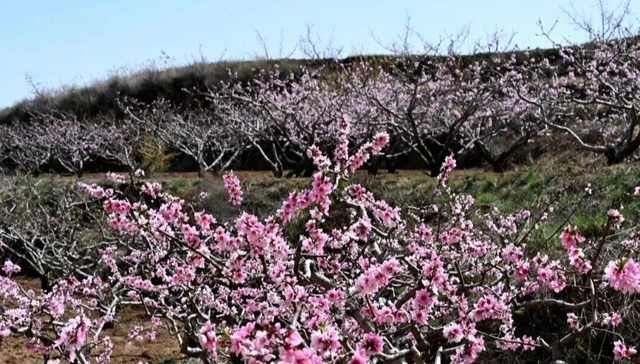 山西文水县：山乡桃花映春光