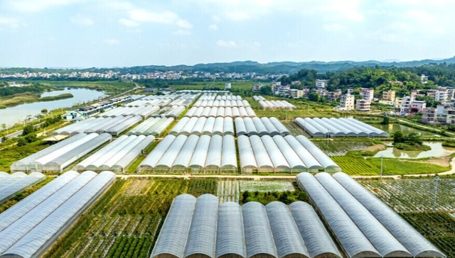 山西万荣县：绿色大棚成乡村振兴“幸福棚”