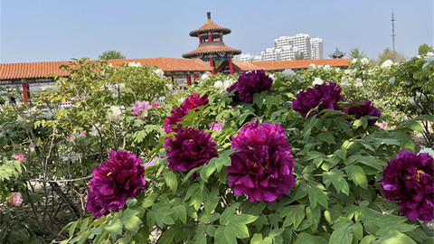 时评 | 看得见的牡丹节会，体会得到菏泽巧思