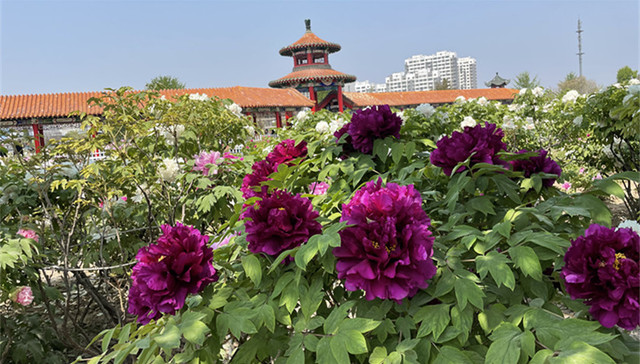 时评 | 看得见的牡丹节会，体会得到菏泽巧思