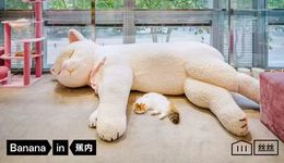当体感科学遇见成都慢生活：蕉内“丝滑躺平猫咖”限时开启