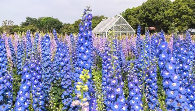 探新成都春季消费图景：体验再升级，不只“买买买”