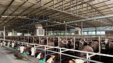 户均分红1362元，四川农民合作社如何让成员的“钱袋子”鼓起来？