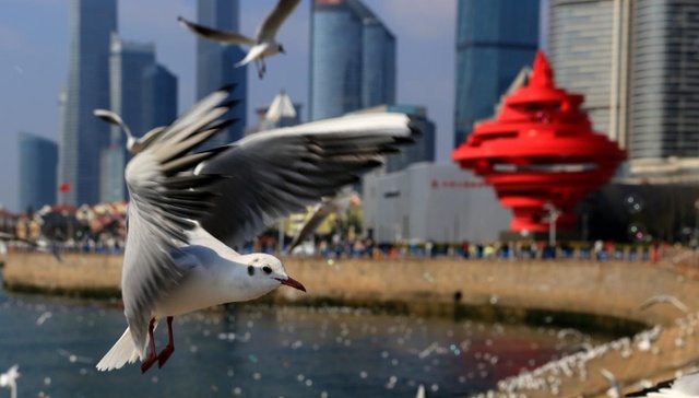 为什么要去青岛看海鸥？