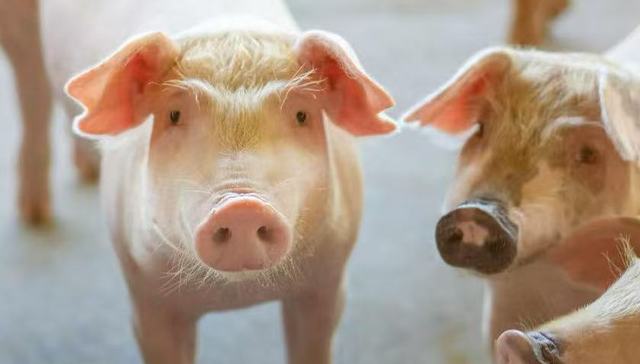 猪价达15年历史新低？“猪茅”一季度亏超12亿