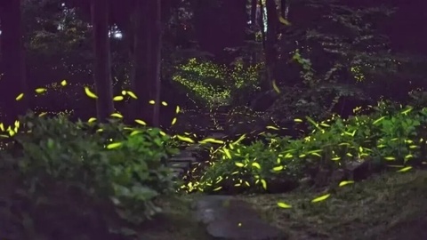 “五一”假期倒计时！邛崃文旅“萤”接你来