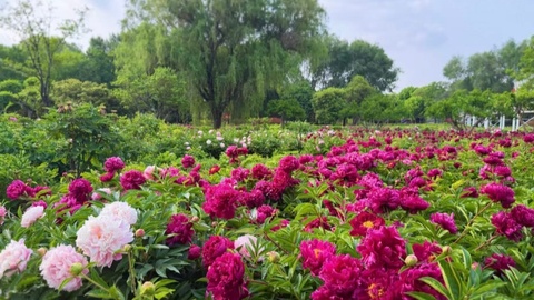 “五一”芍药正盛，赴菏泽的暮春之约