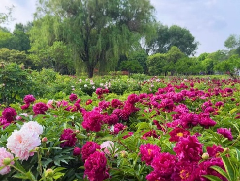 “五一”芍药正盛，赴菏泽的暮春之约