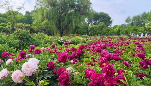 “五一”芍药正盛，赴菏泽的暮春之约