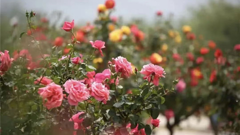 时评 | 月季开处是吾乡：一朵花与一座城的“双向奔赴”