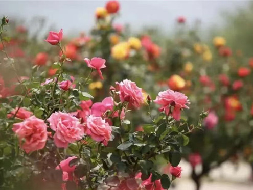 时评 | 月季开处是吾乡：一朵花与一座城的“双向奔赴”