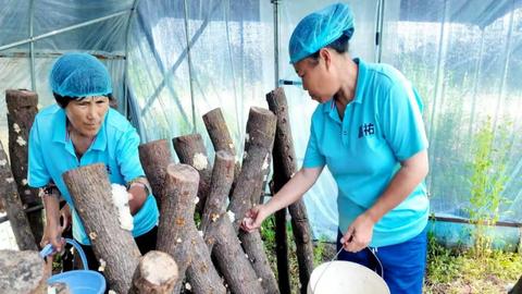 通江：银耳丰收采摘忙 特色产业撑起“致富伞”