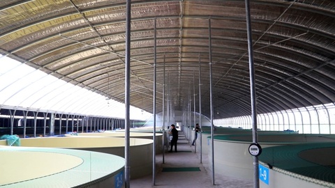 四川恩阳：不靠大海养海虾 大巴山里的“海洋美味”即将上市