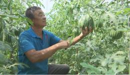 石家庄市鹿泉区：西瓜哈密瓜喜获丰收  应季上市助增收