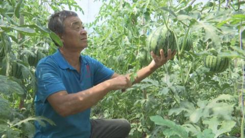 石家庄市鹿泉区：西瓜哈密瓜喜获丰收  应季上市助增收
