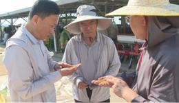 石家庄市鹿泉区：田间测产验丰收 技术助力夏粮稳产提质
