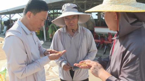 石家庄市鹿泉区：田间测产验丰收 技术助力夏粮稳产提质