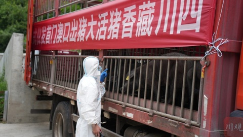 连续两年刷新四川生猪出口纪录，这个川西高原县是如何做到的？