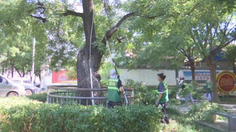 石家庄市鹿泉区：古树名木保护新政落地 多举措让古树“老有所依”