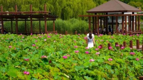 石家庄市鹿泉区：荷韵芬芳 植物园内万余株荷花迎来盛花期