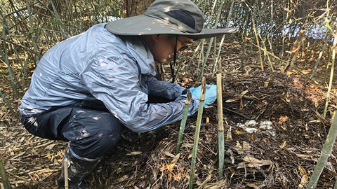 安徽扬子鳄保护区各片区均发现鳄卵