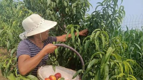 石家庄市鹿泉区：桃园成熟季 帮扶暖民心