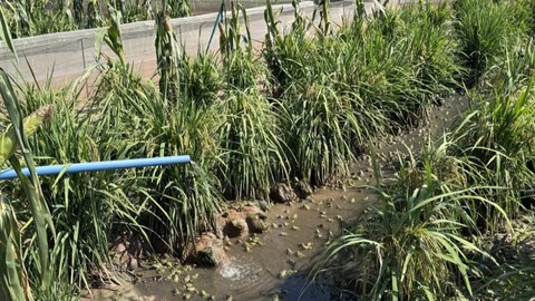 产值同比涨三成，川南“田鸡”升值记