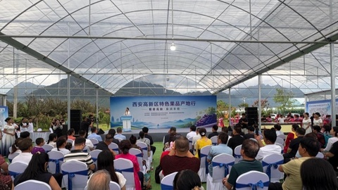 葡香高新·泉润丰收｜西安高新区特色果品产地行活动成功举办