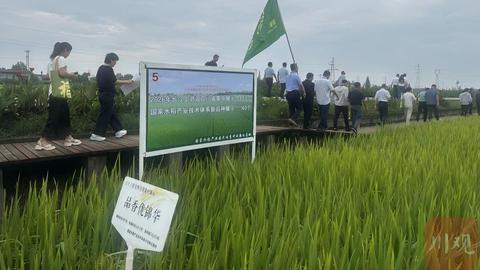 应对气候变化 “川籍”水稻怎样更有“韧性”？