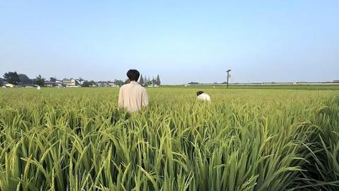 解锁眉山农业的“新质密码” 他们用科研的方式种地卖粮