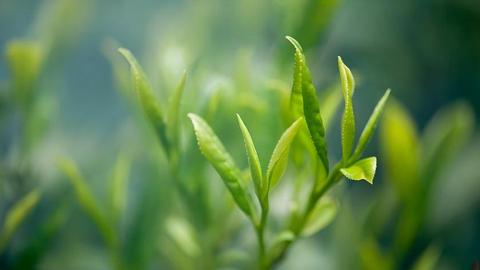 助推川茶产业提质增效 省政协召开重点提案办理协商会