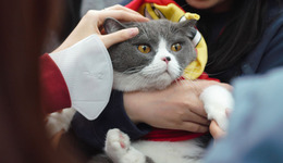 给猫狗把脉，宠物“中式养生”是智商税吗？