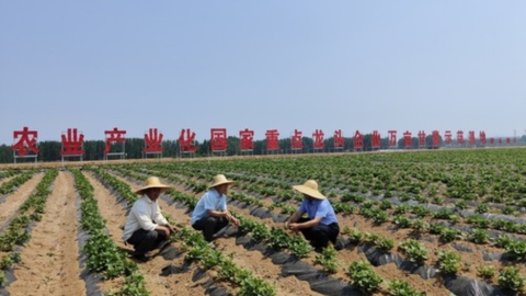 县在行动 | 不沿海不沿边，泗水靠一根地瓜闯进40国