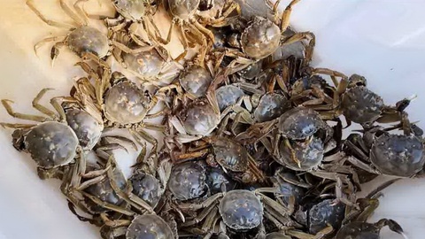 县在行动｜青岛莱西：一只蟹的“北养”账本，60万斤之上算溢价