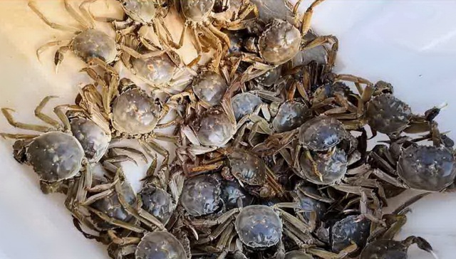 县在行动｜青岛莱西：一只蟹的“北养”账本，60万斤之上算溢价