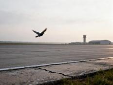 8000只信鸽闯入军用机场净空区，最高检：行业自律不能替代法定监管职责