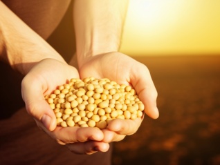 进口多元与技术替代，中国大豆玉米供应链正在重构