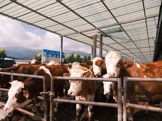 六盘山肉牛走向全国大市场｜活力中国调研行